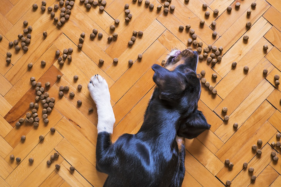 A dog is eating kibble on the floor