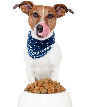 Feeding Your Puppy Feeding Your Puppy