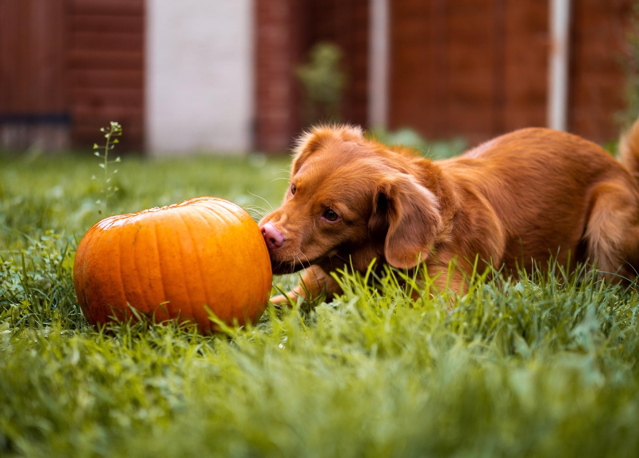 A little dog is sniffing a pumpkin