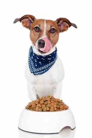 A dog is sitting behind an overflowing bowl of dog food