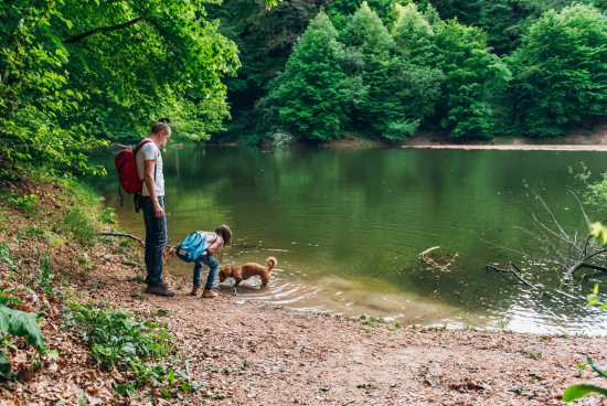 Prepare your dog for hiking or camping