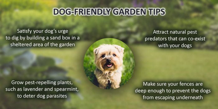 Dog-Friendly Gardening Tips  Header Image