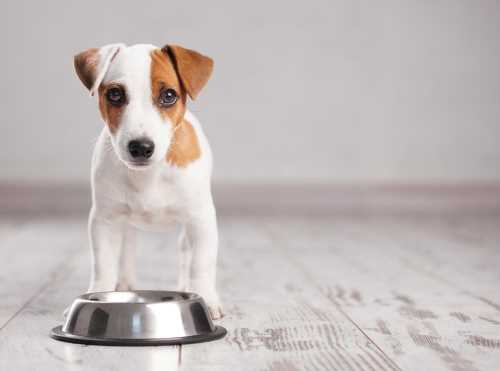 Serve meals two hours before embarking on a dog friendly road trip