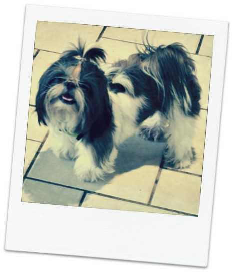 Take a recent photograph of your dog before your trip as one more proof of identification. Take a recent photograph of your dog before your trip as one more proof of identification.