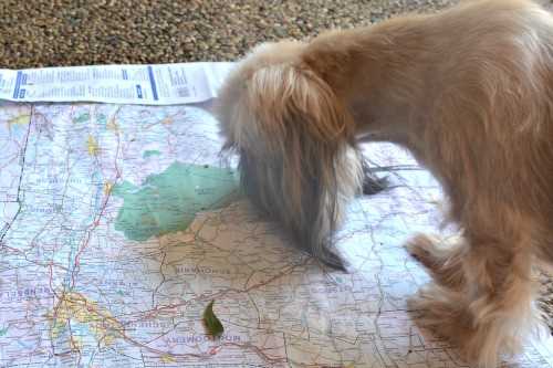 Going on a dog friendly road trip does require some advanced planning. Going on a dog friendly road trip does require some advanced planning.