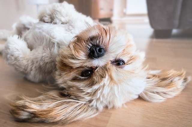 Indoor Dog Games: Teach Him a Treat Indoor Dog Games: Teach Him a Treat