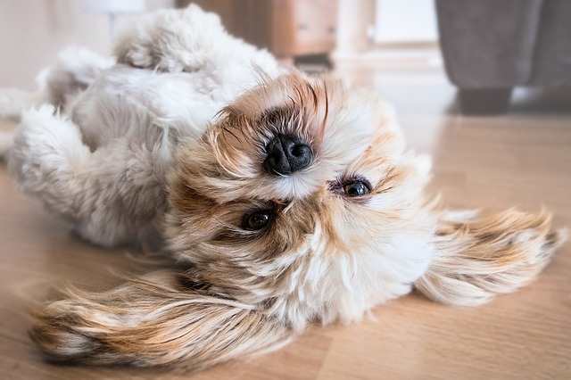 Indoor Dog Games:  Teach Him a Treat