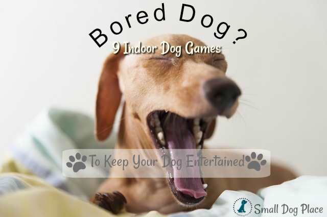 9 Indoor activities to keep your dog entertained during the wintertime.