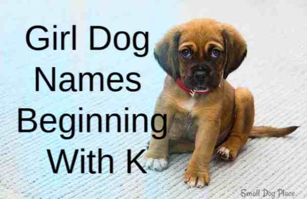 Girl Puppy Names Beginning with K