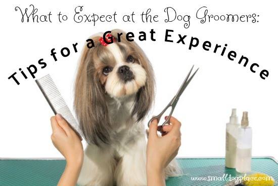 What to Expect at the Dog Groomers: Tips for a Wonderful Experience. What to Expect at the Dog Groomers: Tips for a Wonderful Experience.