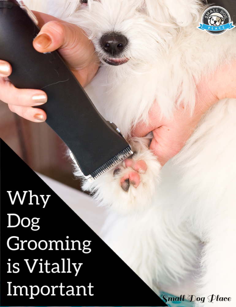 why dog grooming is vitally important