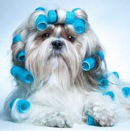 Dog grooming head image with a Shih Tzu in curlers