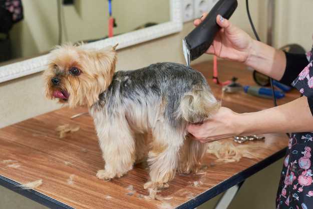 grooming a yorkie with clippers