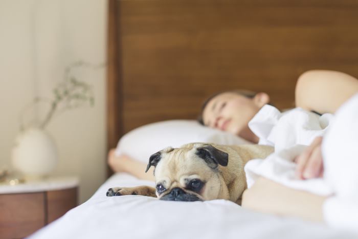 A small pug dog is sleeping on a bed with his human.