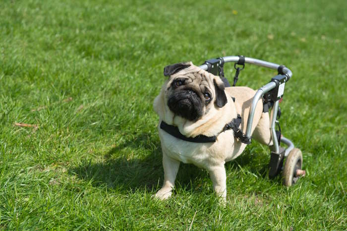 A handicapped dog using an assistive device to walk