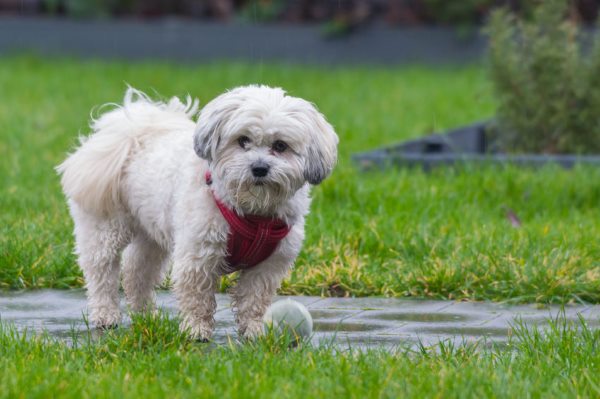 Mal-Shi:  Maltese and Shih Tzu with a ball in the grass