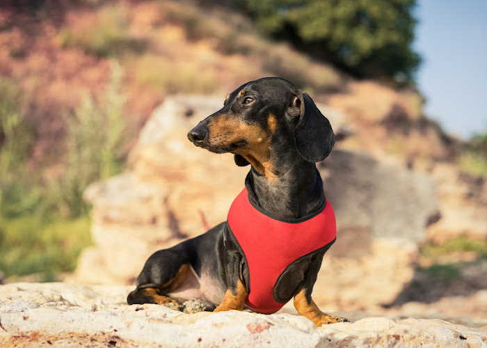 A small dachshund is sitting with a harness.