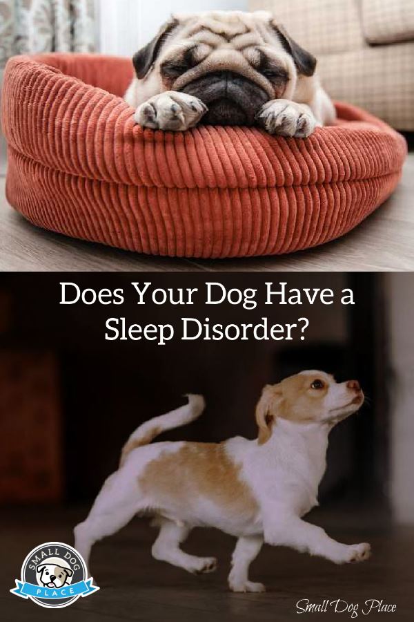 Does Your Dog Have a Sleep Disorder Pin Image of a dog with a sleep disorder