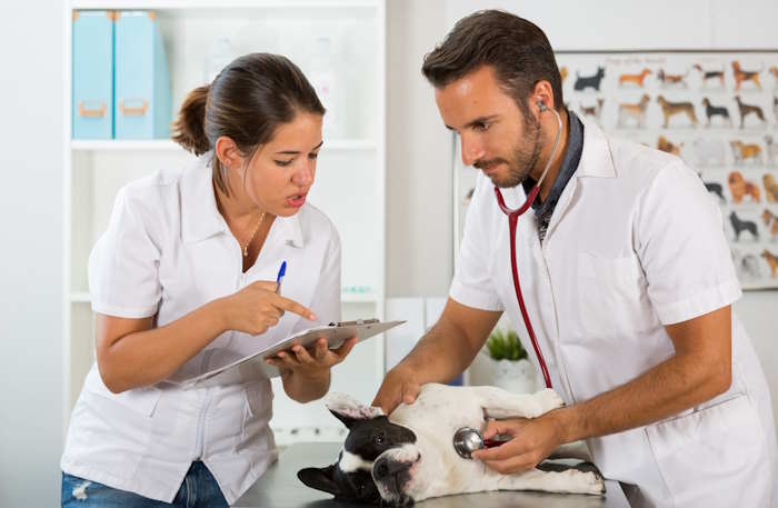 Dog health involves veterinarians and vet technicians.