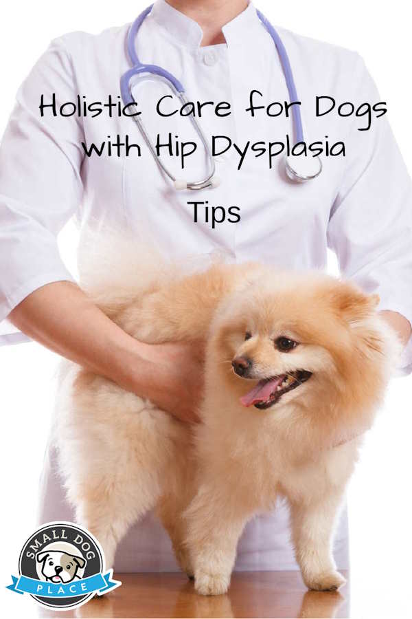 Holistic care for a dog with hip dysplasia, pin image