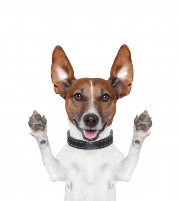 Dog Humor, Dog Dictionary Dog Humor, Dog Dictionary