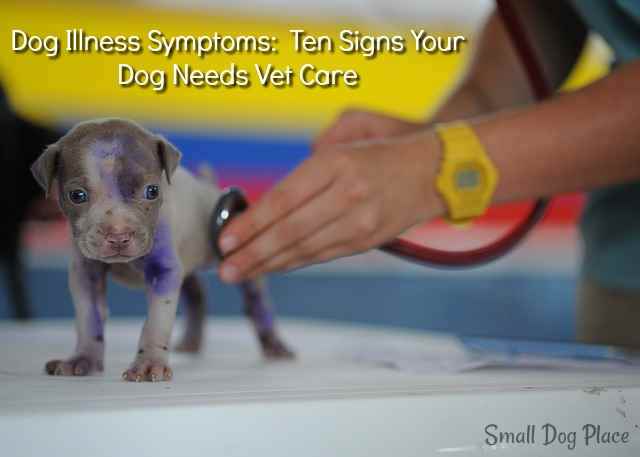 Dog Illness Symptoms:  Ten Signs Your Dog Needs Vet Care