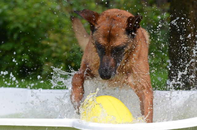 This dog is enjoying a cool splash in the water. This dog is enjoying a cool splash in the water.