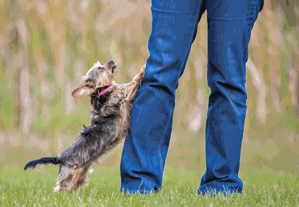 a small dog is jumping on a person