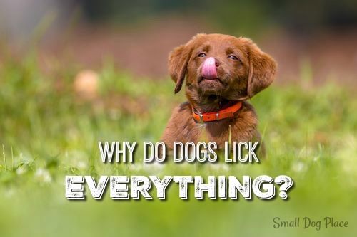 Why do dogs lick everything?