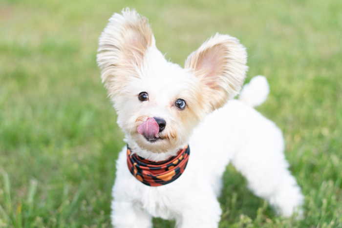 A young puppy is licking her lips, a sign that she is trying to calm down.