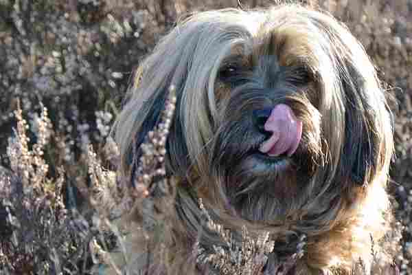 A dog is licking his lips while looking at the camera.