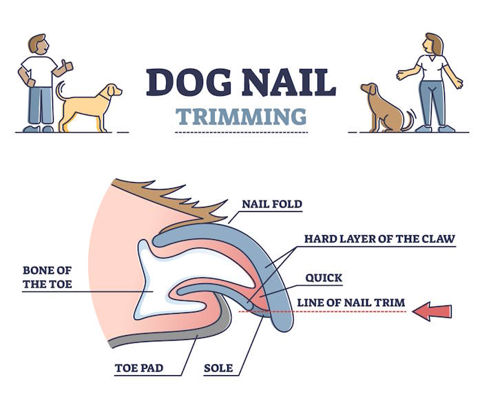 Anatomy of a Dog Nail An infographic showing the anatomy of a dog nail