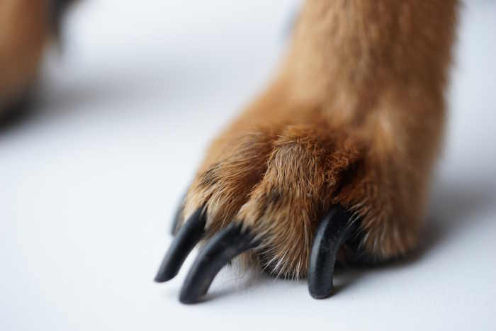 A dog's paw showing long black nails A dog's paw showing long black nails