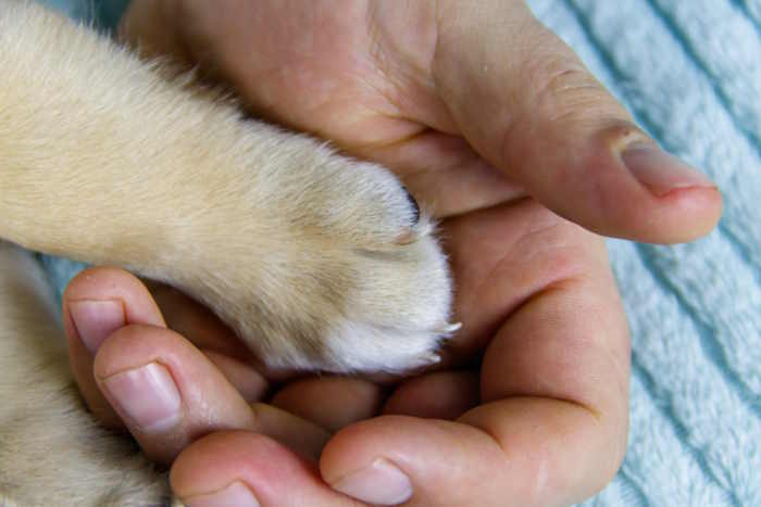 A puppy paw showing white dog nails