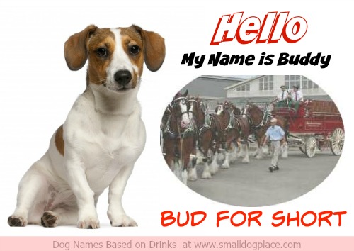 Buddy or Bud for short is a great example of a dog name based on a type of Beer.