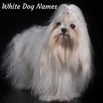 White Dog Names