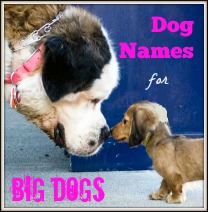 Dog Names for Big Dogs: A large dog is looking at a small dog