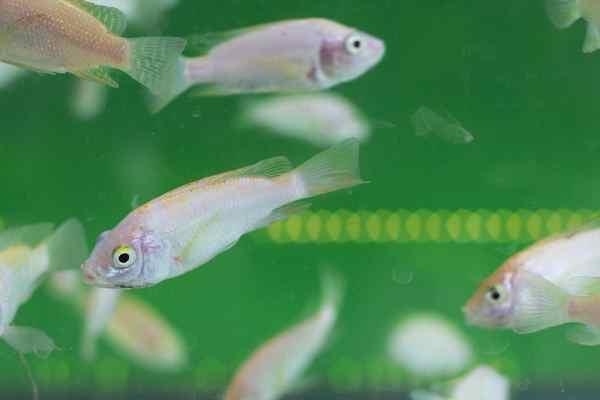 Dog Name Ideas (stolen from Insects, Fish, Sea Life, and Amphibians) Dog Name Ideas (stolen from Insects, Fish, Sea Life, and Amphibians)