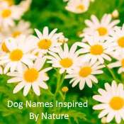 Dog Names Inspired by Nature dog-names-from-nature.jpg