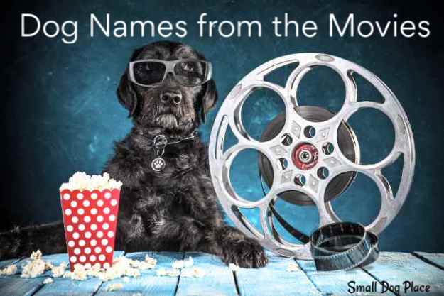 Dog sitting in a movie-themed photo with popcorn and a movie reel