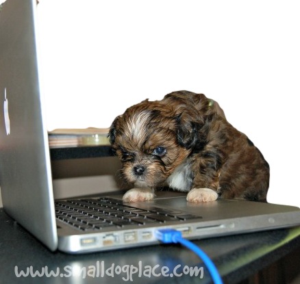 Dog Names Based on Technology