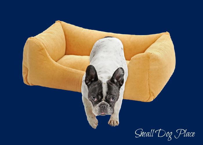 Restlessness at Night is a sign of a Dog with a Sleep Disorder A small French Bulldog is getting out of his bed