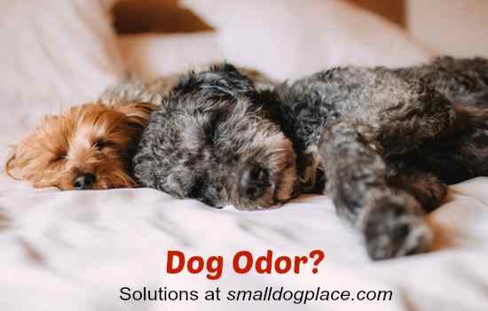 Dog Odor Two dogs sleeping in a bed