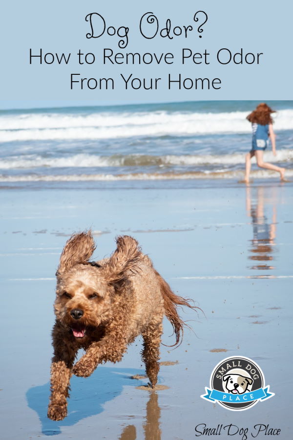 Dog Odor Pin Image Dog Odor Pin Image