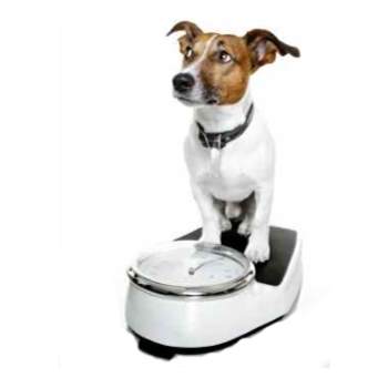 Learn about overweight dogs and what you can do to help.