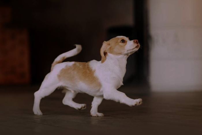 Dogs with Sleep Disorders May Pace at Night A small dog is pacing at night, which could indicate insomnia.