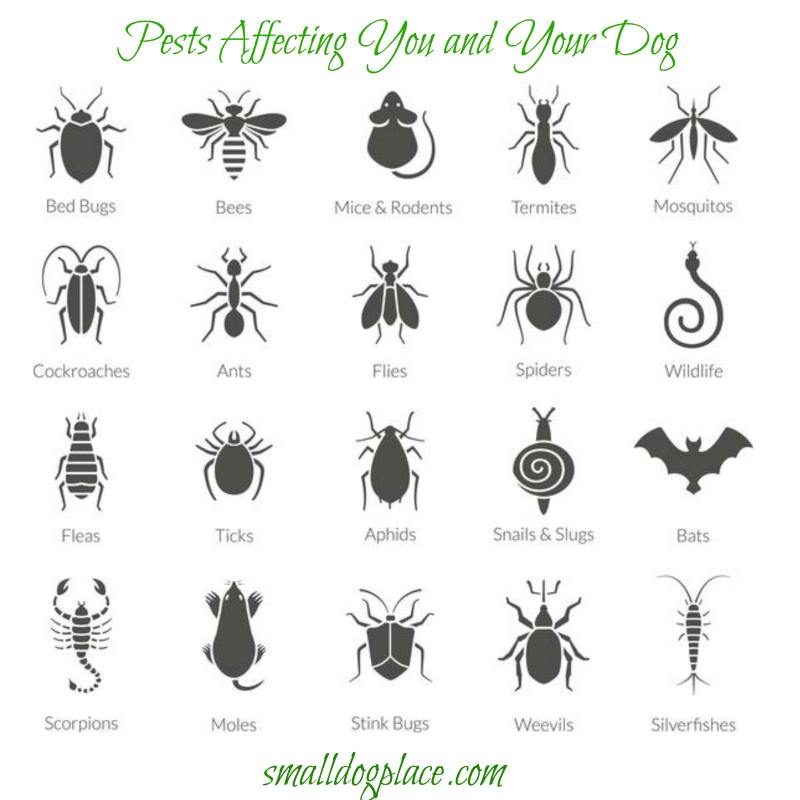 Insect Dog Names insect-dog-names