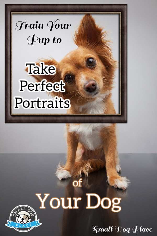 A small brown and white puppy is posing for this pin