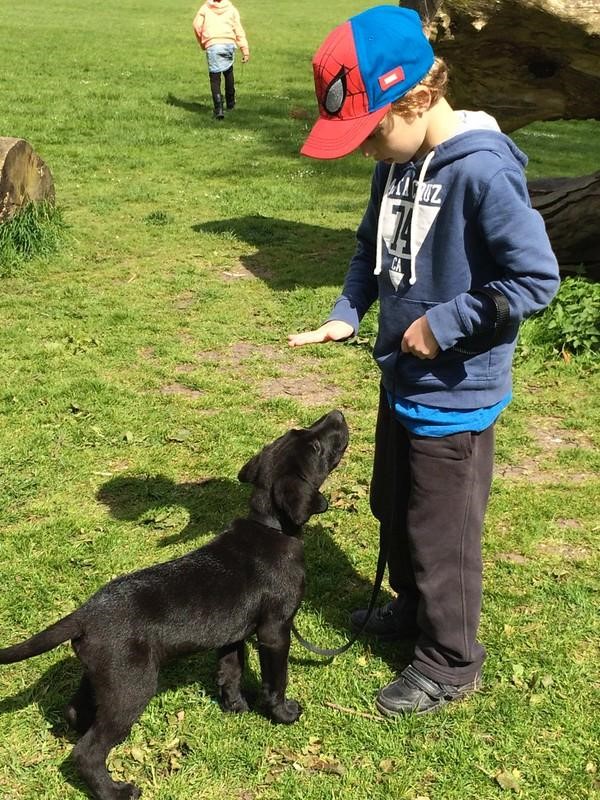 A young boy is teaching his puppy to sit.