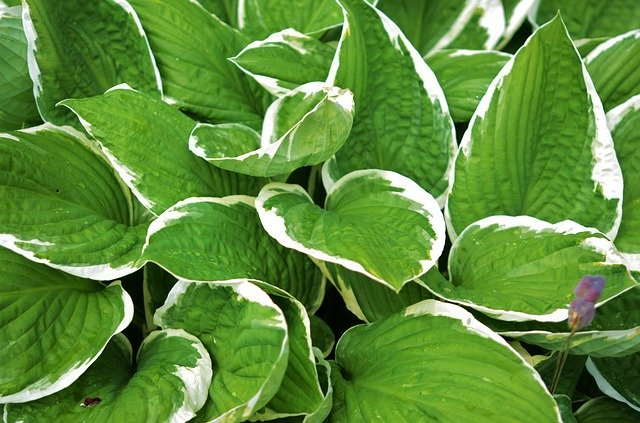 Hosta Plant